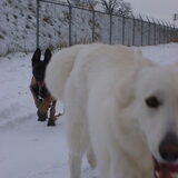Met Misty(van Diana) In De Sneeuw