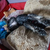 Foto van Ciska en Spanjaardje Moh (Bambi r.i.p.)
