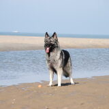 Foto van nicky