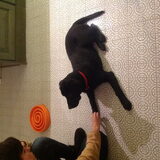 Kijk eens hoe goed ik al luister#Bo#schattige pup