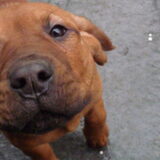 Puppy (nog bij fokker)