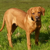 Knappe lobbes!