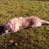Raya, golden retriever van nu 5 jaar.