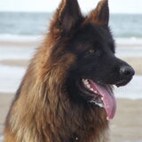 Turbo, de papa van Tessa haar pups