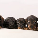 de dwergteckelruwhaar pups geboren 6-11-2014