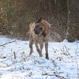 Foto van Dutchshepherdteam