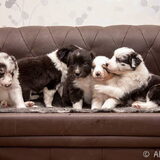 Puppies 2014