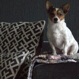 Foto van Romeo en Rocky