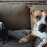 Foto van linneke
