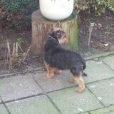 Foto van ~**Saar,  Dexx & Daya **~