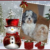Foto van liesbeth,Turbo,Luna, Levi en Faith