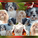 Foto van liesbeth,Turbo,Luna, Levi en Faith
