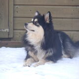 Foto van Joyce -Rover & Saga