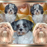 Foto van liesbeth,Turbo,Luna, Levi en Faith