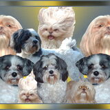 Foto van liesbeth,Turbo,Luna, Levi en Faith