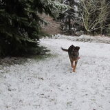 de eerste sneeuw die Jenna bij ons meemaakt