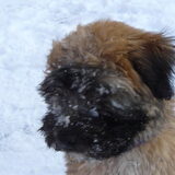 De eerste sneeuw!
