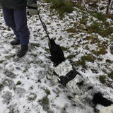 Ozzie wil spelen met mijn wandelmaatje.
