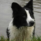 Budhy de grote vriend van Ozzie.