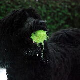 Foto van Max, Vlekkie en Lela <3