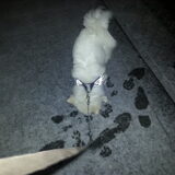 Foto van anja met Bobby(r.i.p. 25-9-25)