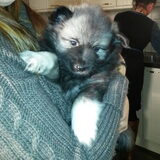 Boomer 5 weekjes oud