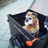 Mickey in bakfiets