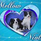 Foto van Mellow BFJ Miracle of my Life