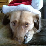 Ze houdt, net als ons, van de kerst :)