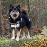 Elska 1,7 jaar oud, in haar lievelingsbos Austerlitz.