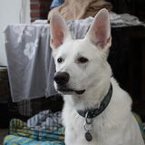 Knappe meneer!