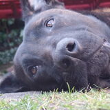 Dit is mijn mooie hond Bo.