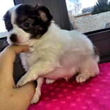 Foto van Fay en petite