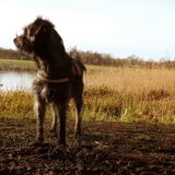 Foto van Ciska en Spanjaardje Moh (Bambi r.i.p.)