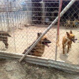 Deze kennel zat Faro In spanje, de grote honden hebben hem aangevallen