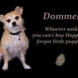 Foto van Daphne & Dommel