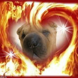 Hearts on Fires Starlight Sterre haar officiele kennelnaam