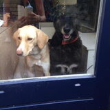 Foto van Vera met Abby & Cantor !
