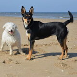 Met Luni