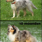 Foto van Laura, Shady, Tika, Merle en Jenna