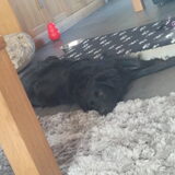 Foto van * Baasje Buddie met Anne*