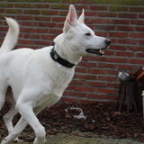 Foto van Koning Obi