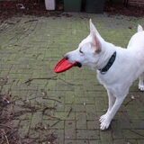 Foto van Koning Obi