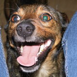Foto van Sandra, Ozzie (overleden) Iris en Zoë