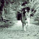 Sadie op haar rondje door het bos