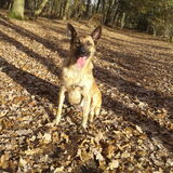 Foto van Dutchshepherdteam