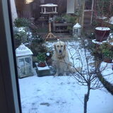 Kaya wilde perse in de sneeuw