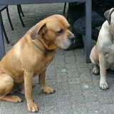 Miep en Rambo