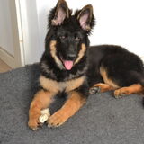 Rody, 4,5 maanden oud, 20,5 kg ( oud duitse herder)