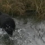 Foto van sylvia